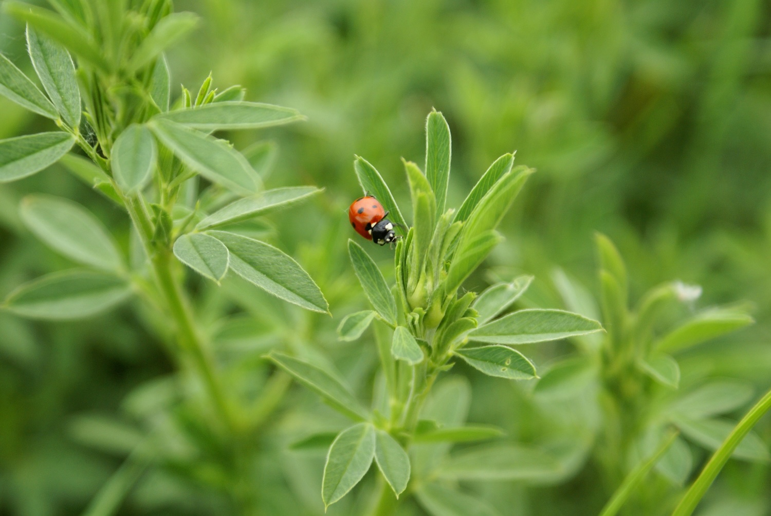 Pest & Disease Control