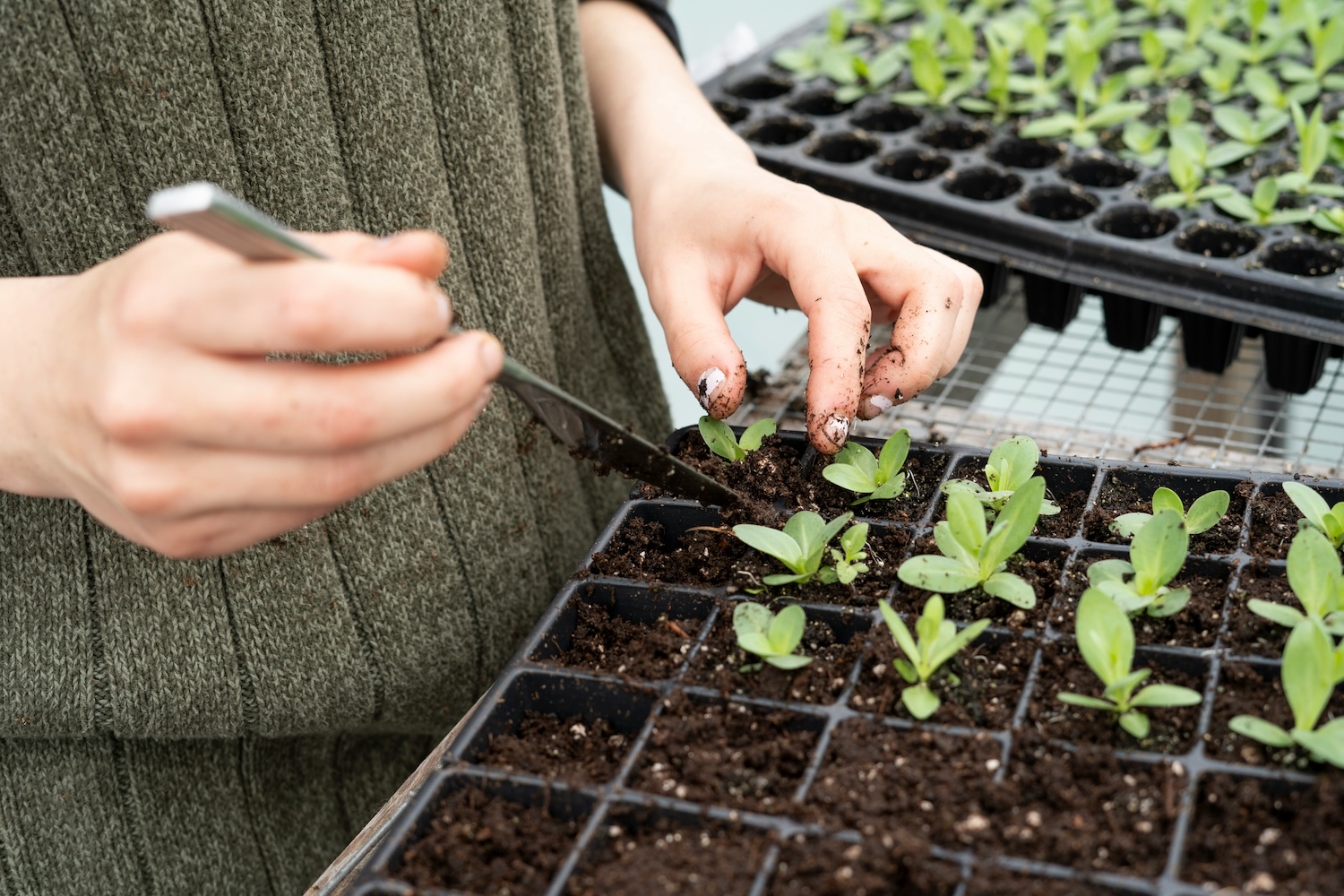 Plant Propagation Services