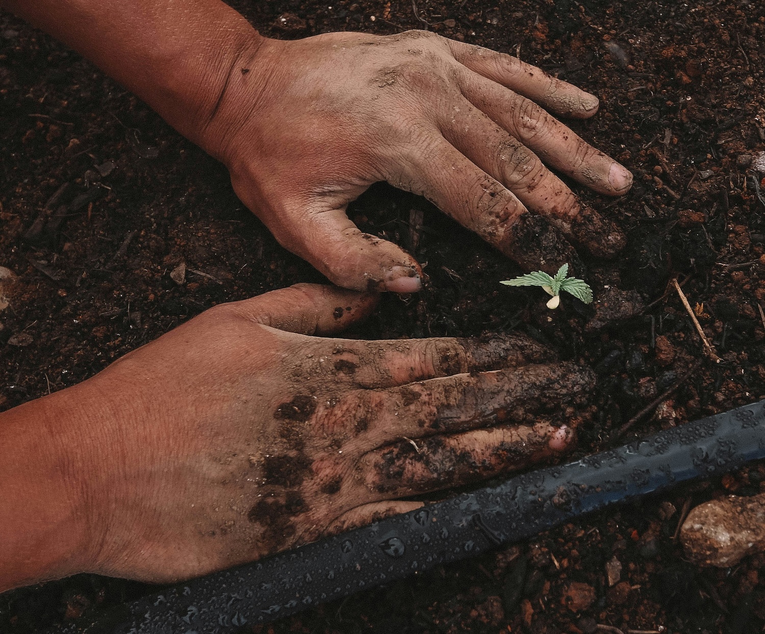 Planting & Transplanting Services